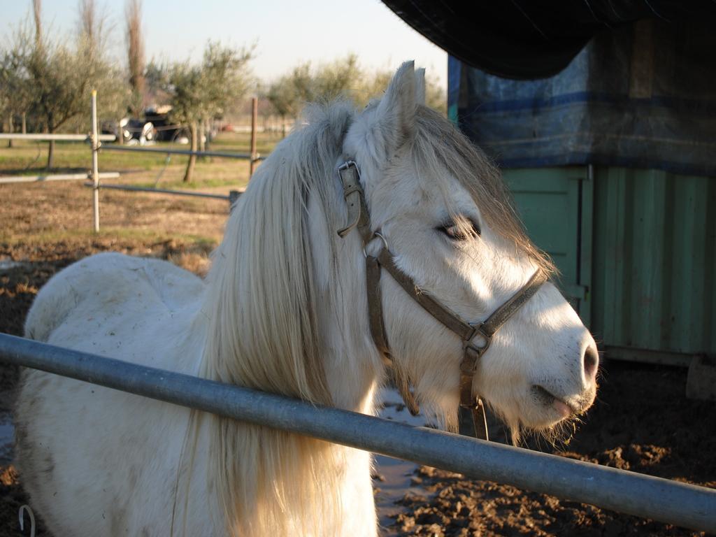 Agriturismo L'Infinito Βίλα Gambettola Εξωτερικό φωτογραφία